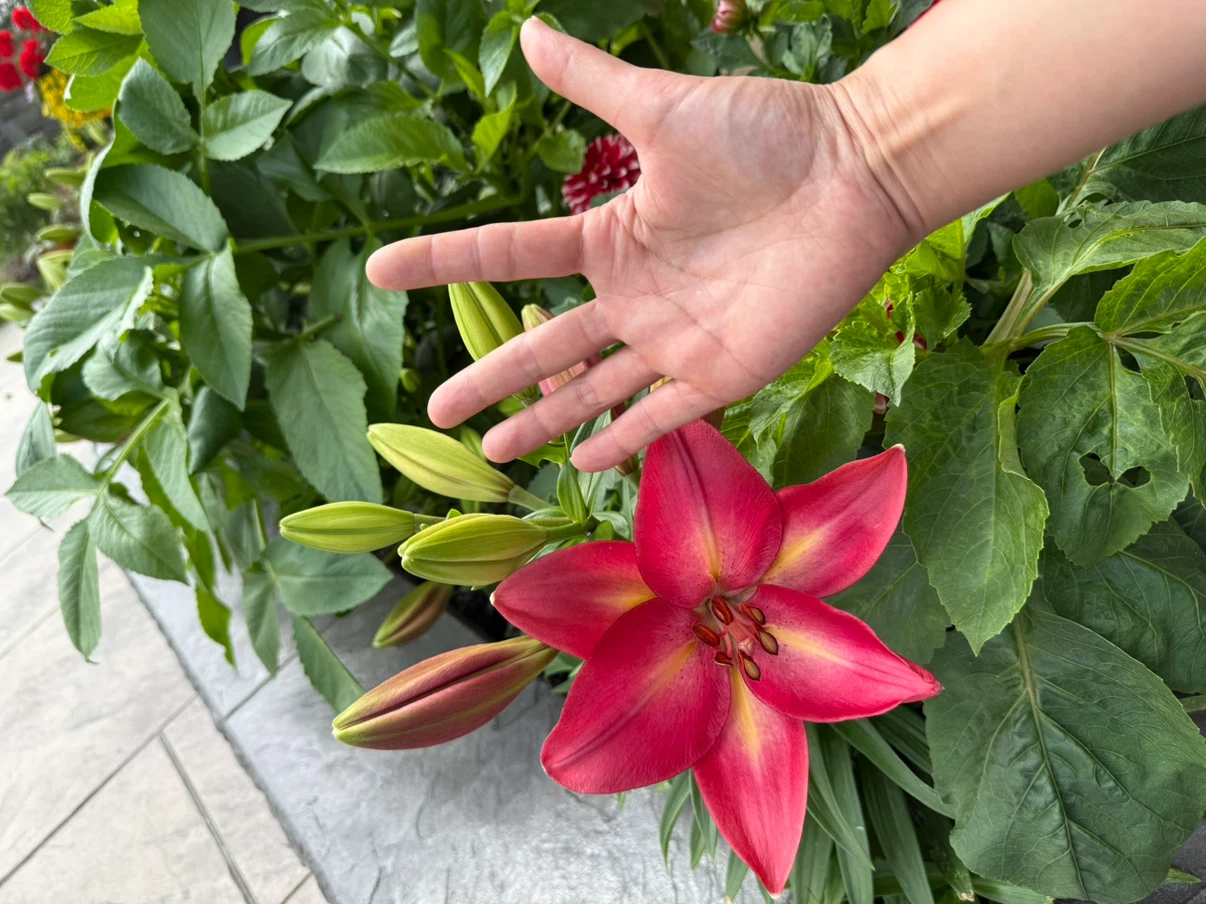red Lily Plants - photo 2