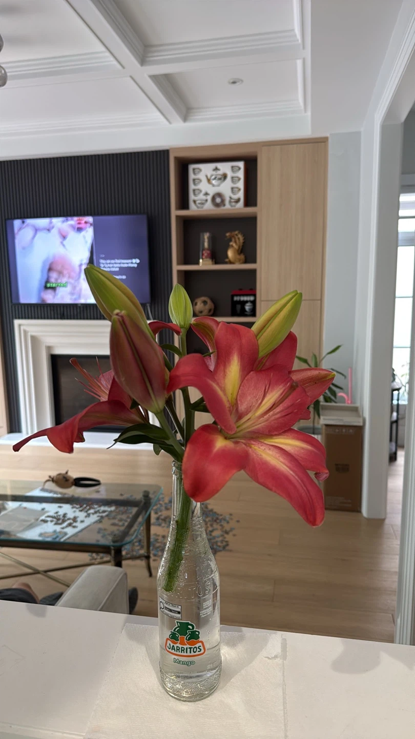 red Lily Plants - photo 3