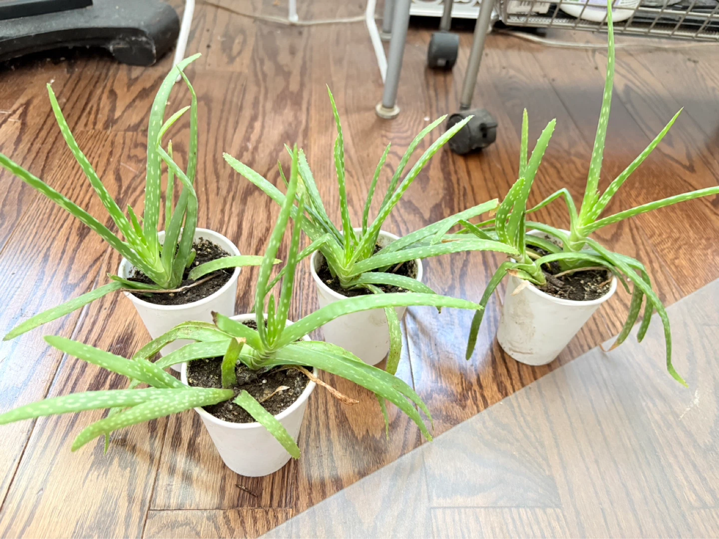 Massive Aloe Vera Plant- separated to individual pieces - photo 4