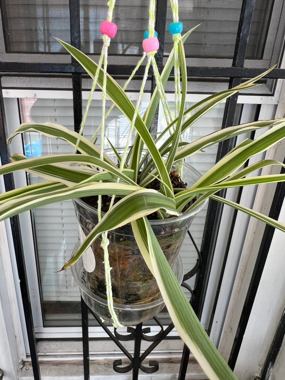 Variegated Spider Plant Hanging Planter