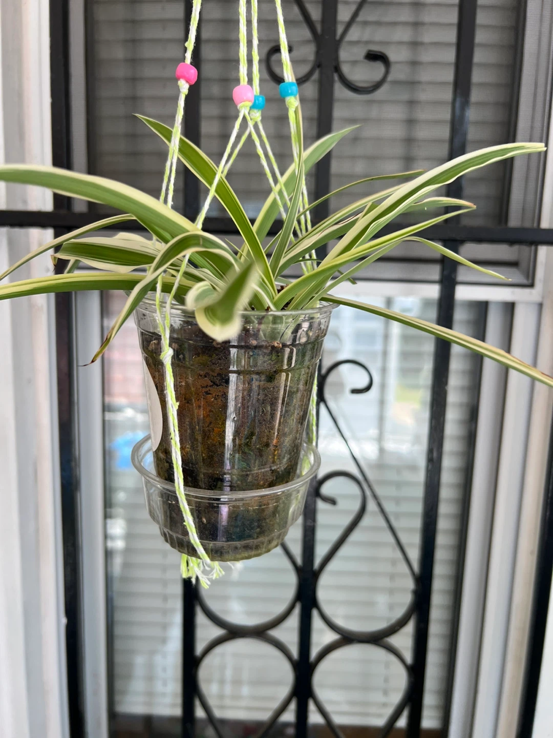 Variegated Spider Plant Hanging Planter - photo 2