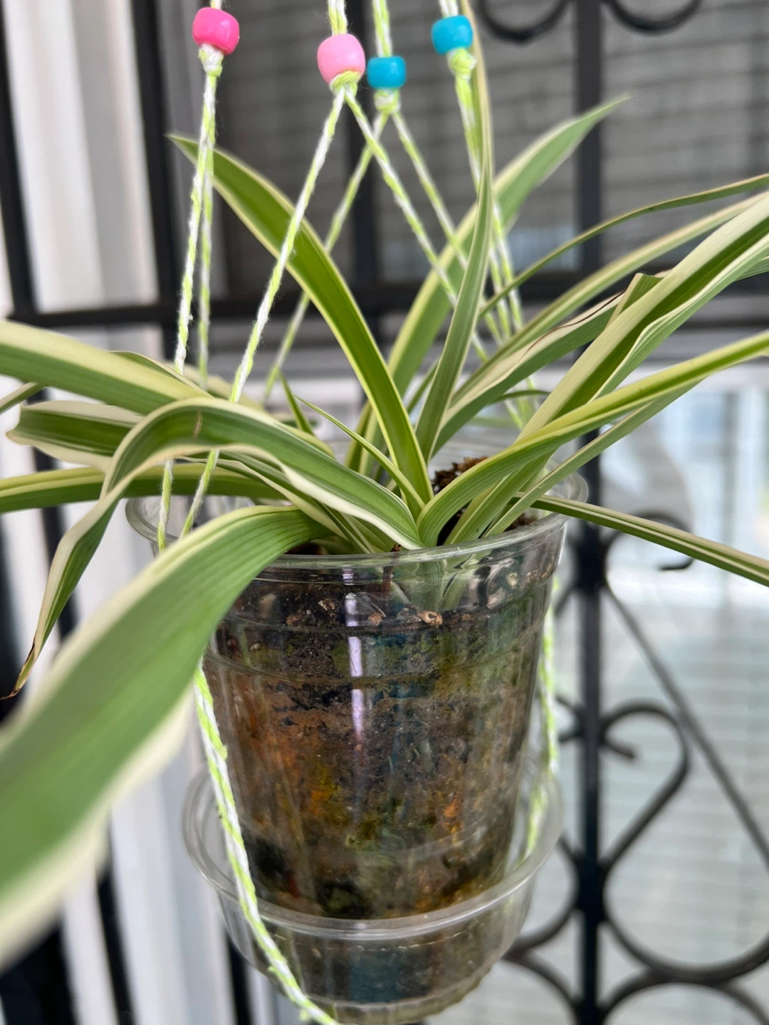 Variegated Spider Plant Hanging Planter - photo 3
