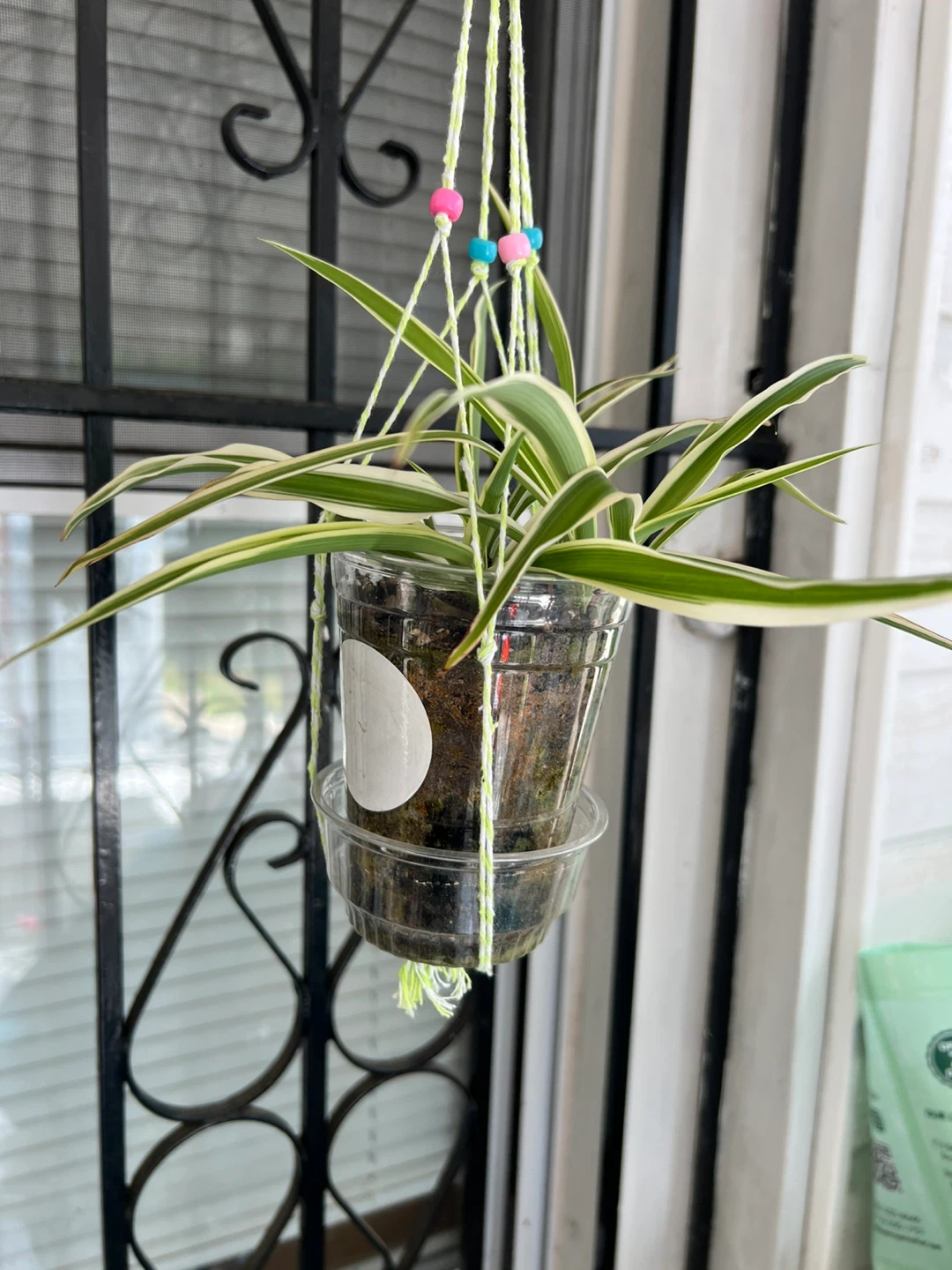 Variegated Spider Plant Hanging Planter - photo 4