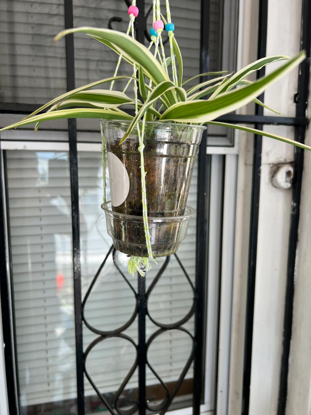 Variegated Spider Plant Hanging Planter - photo 5