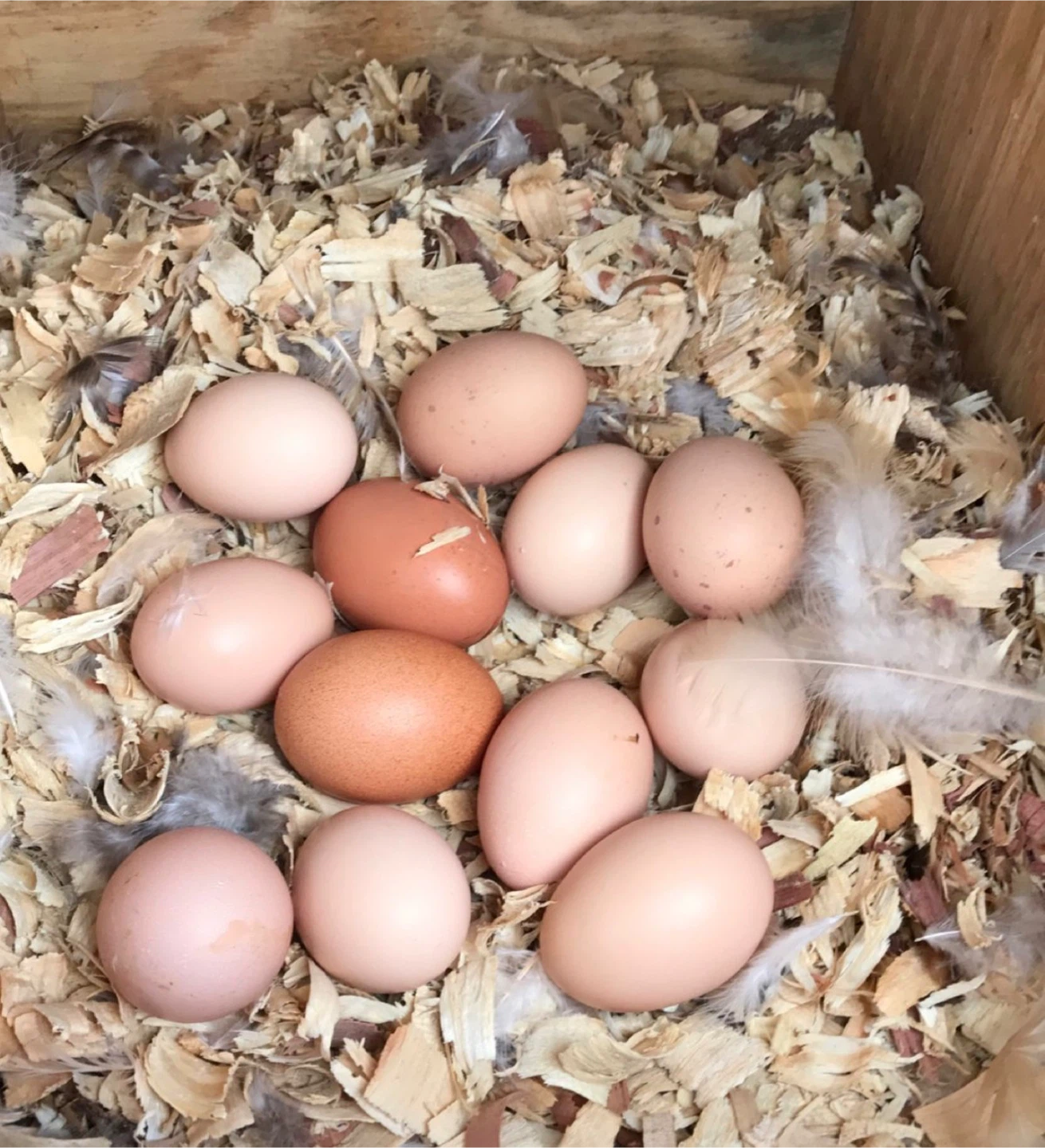 Farm fresh eggs