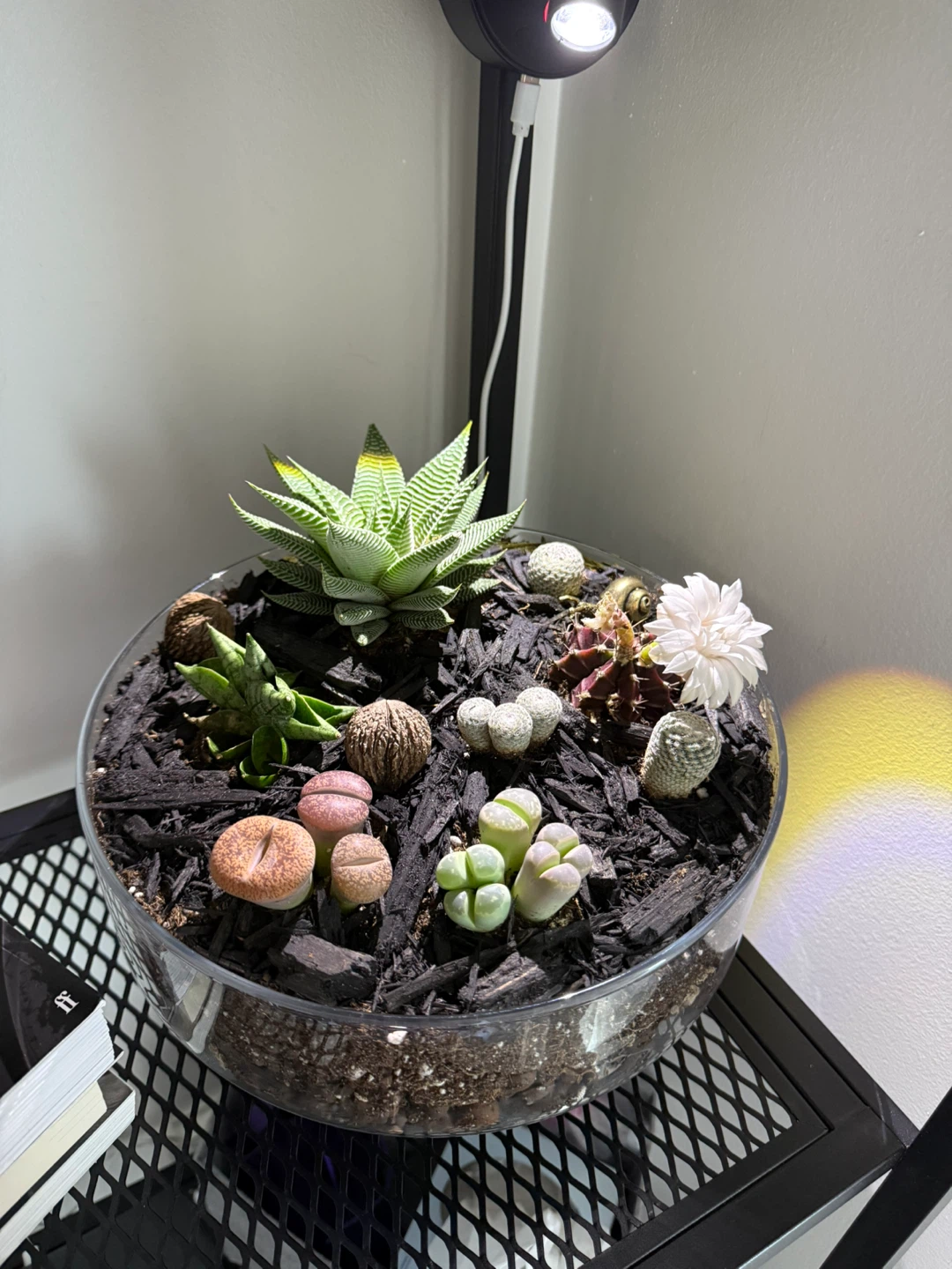 Succulent and Lithops Terrarium Arrangement