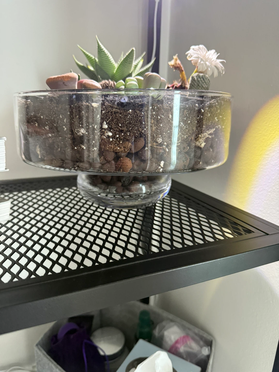 Succulent and Lithops Terrarium Arrangement - photo 2