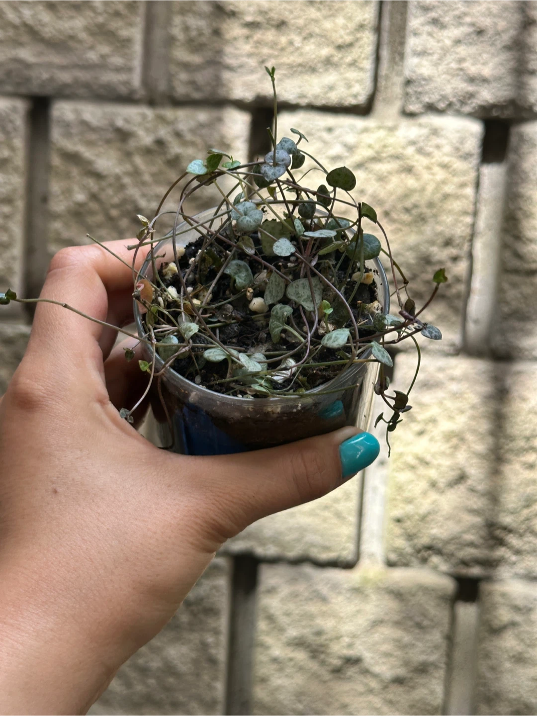 String of Hearts Plant
