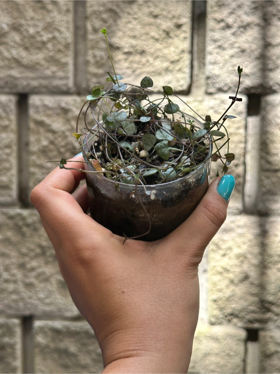 String of Hearts Plant - photo 2