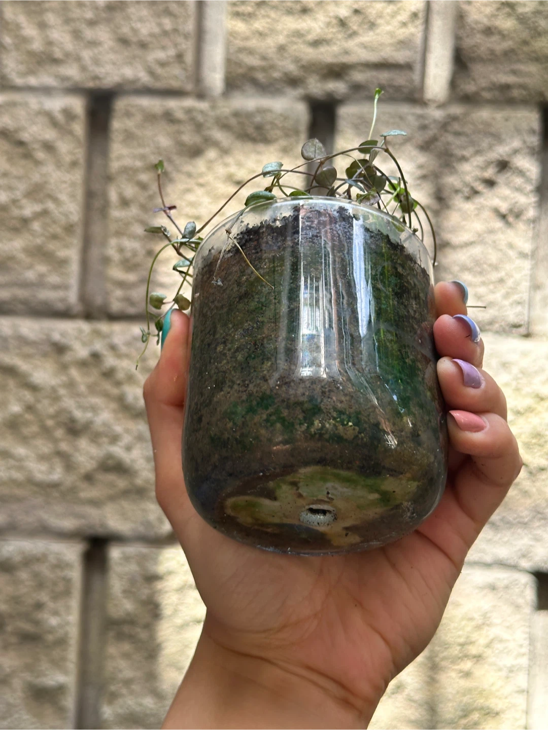String of Hearts Plant - photo 3