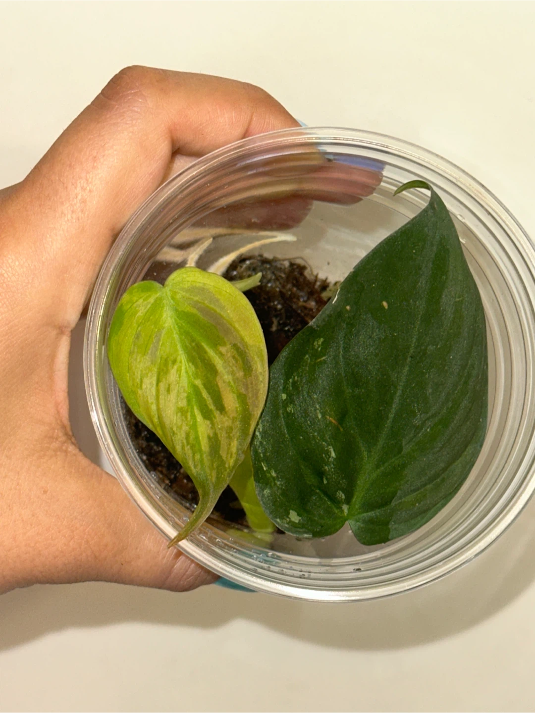 Philodendron Micans Variegated Plant
