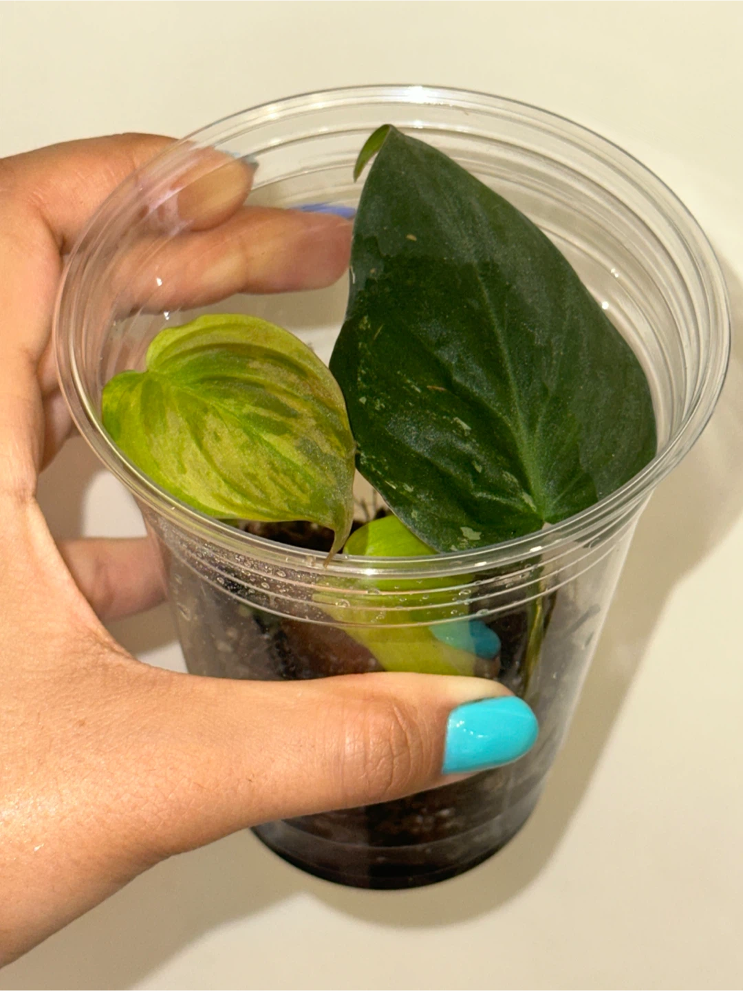 Philodendron Micans Variegated Plant - photo 2