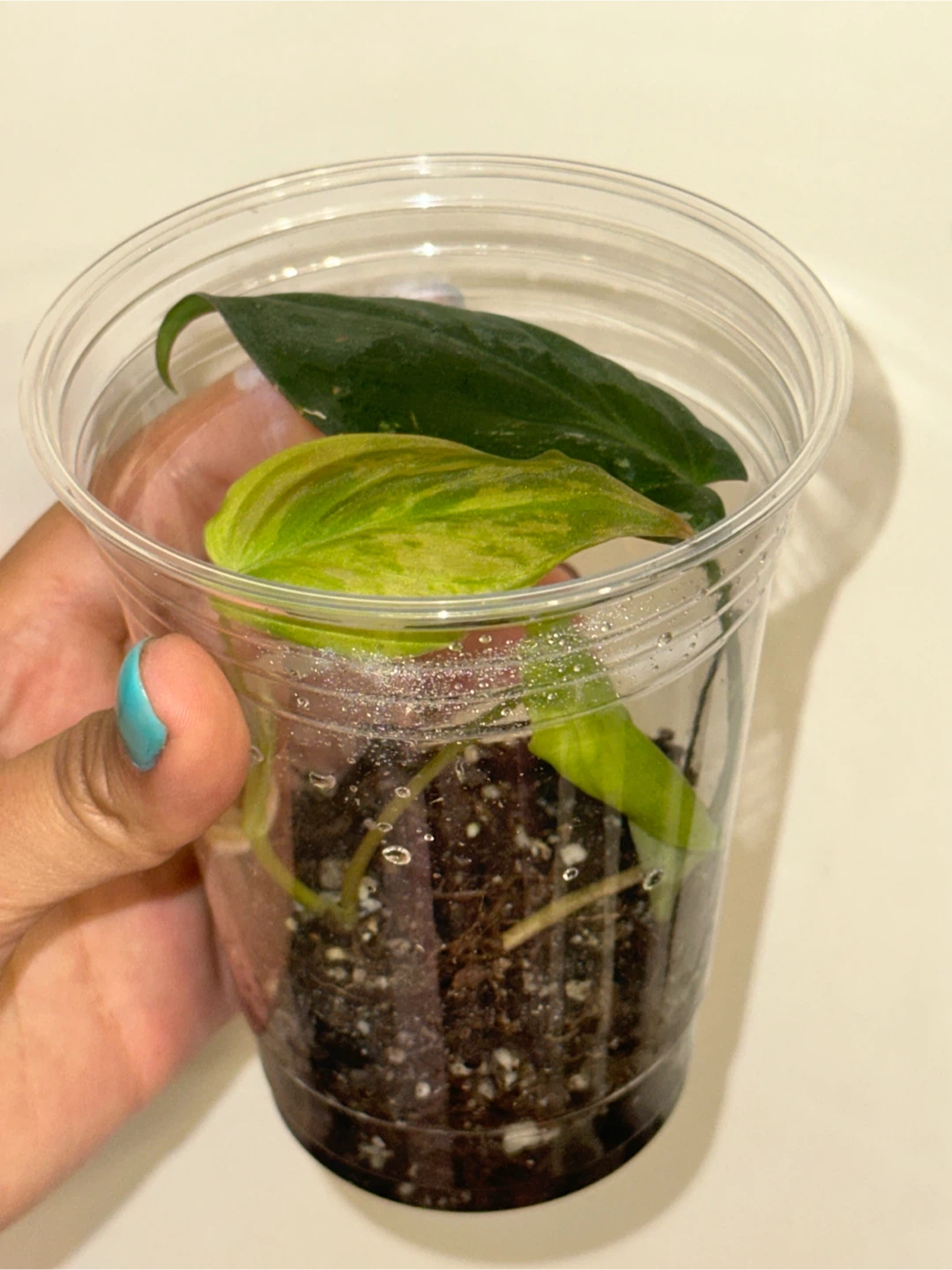 Philodendron Micans Variegated Plant - photo 3