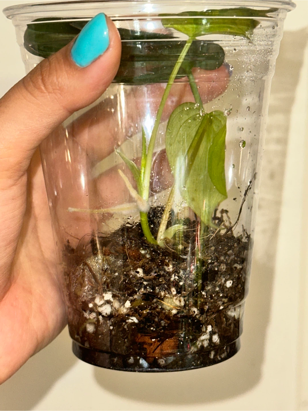 Philodendron Micans Variegated Plant - photo 4