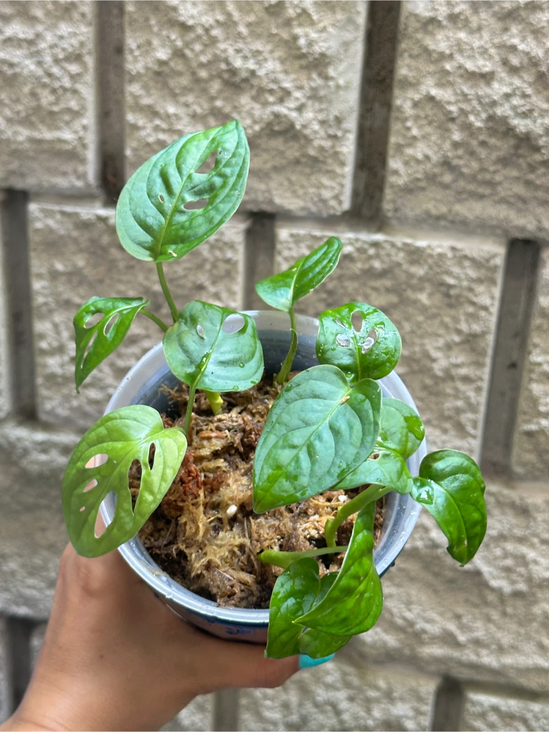Monstera Adansonii Plant (Albo Revert)