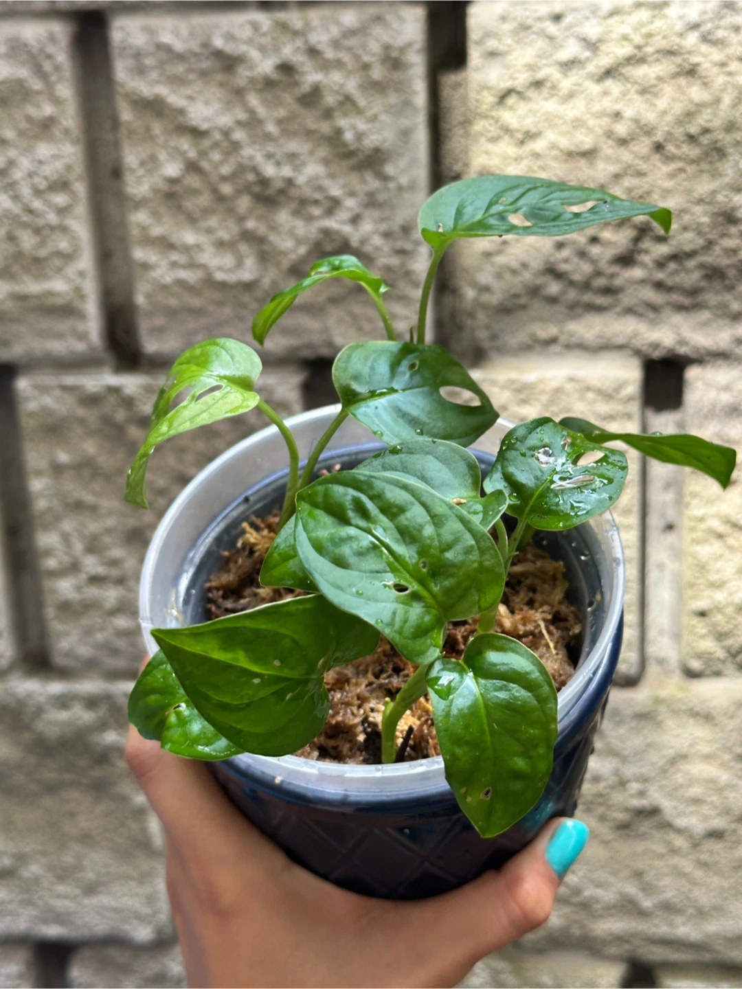 Monstera Adansonii Plant (Albo Revert) - photo 2