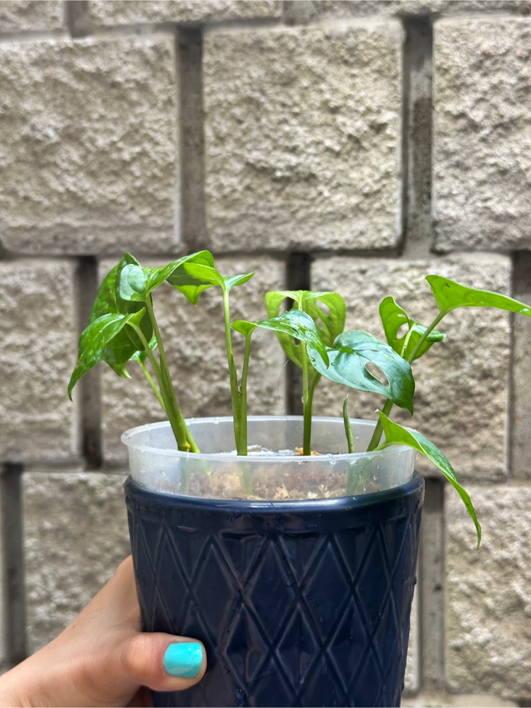 Monstera Adansonii Plant (Albo Revert) - photo 3
