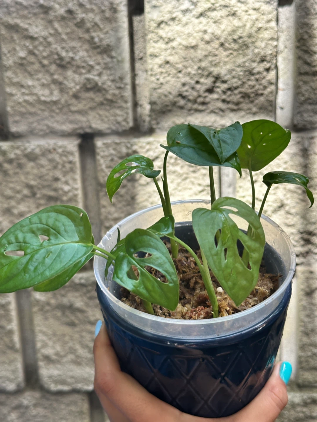Monstera Adansonii Plant (Albo Revert) - photo 4