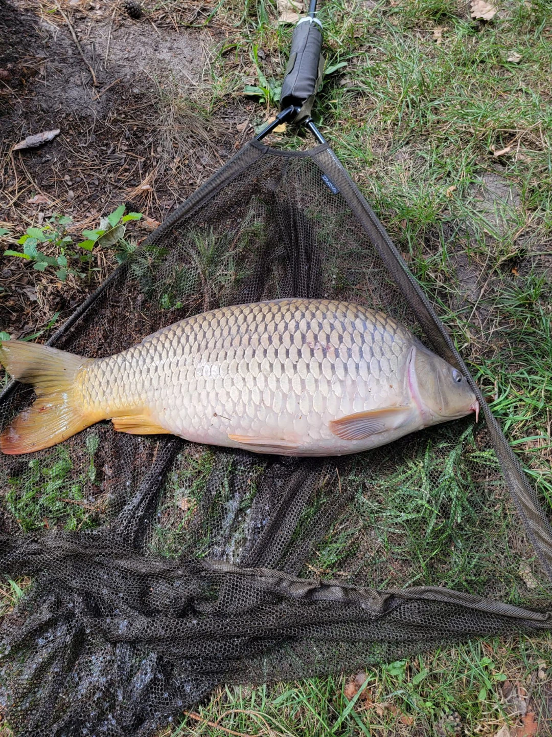 BOHOS CORN Carp Groundbait – 2 lb (907 g) - photo 3