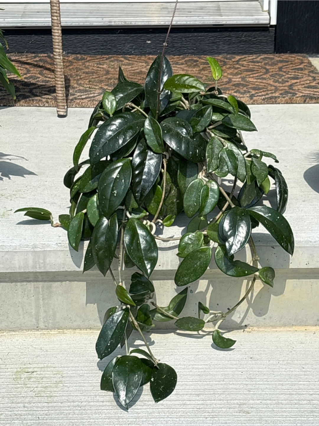 Healthy Hoya