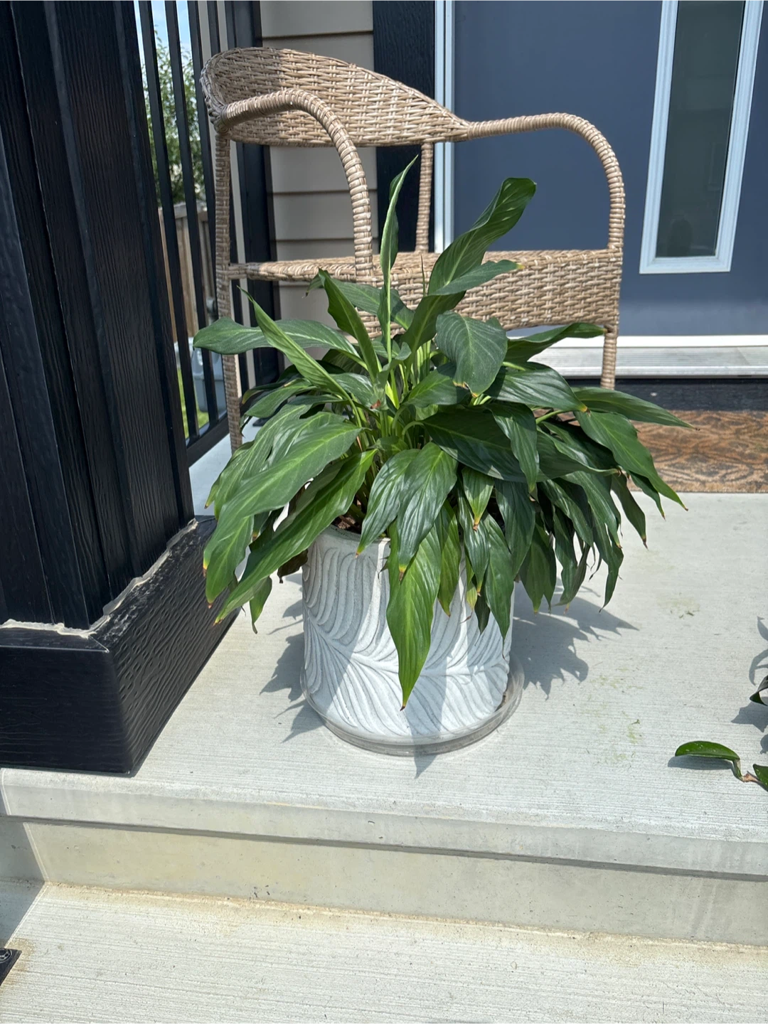 Peace Lily