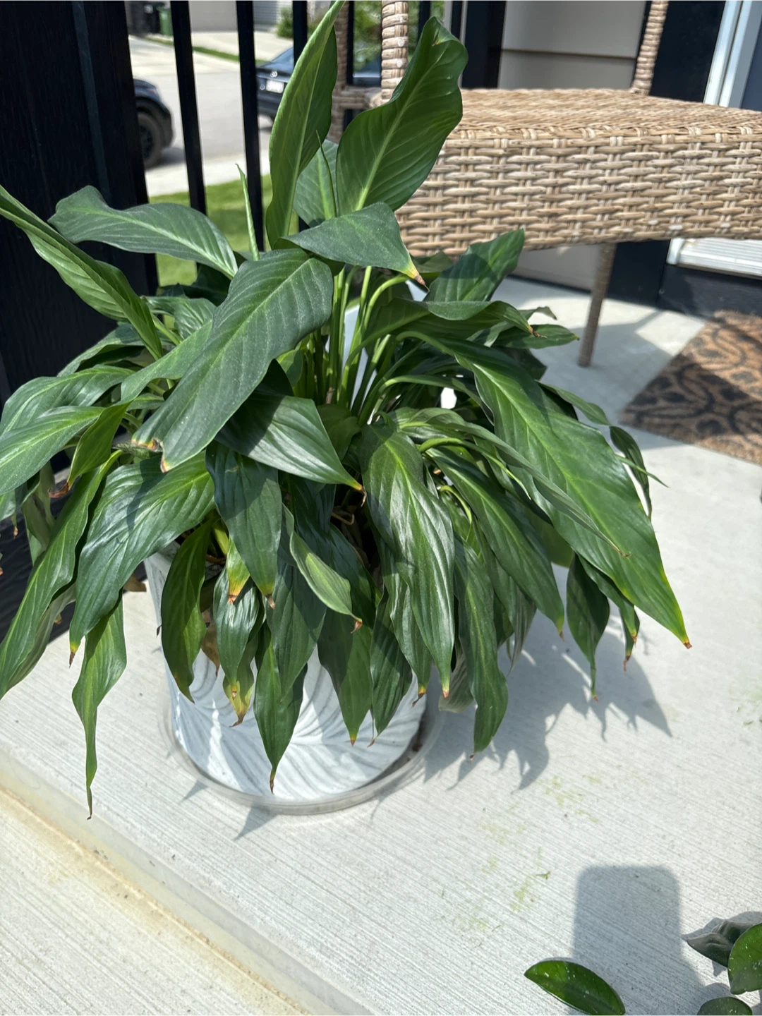 Peace Lily - photo 2