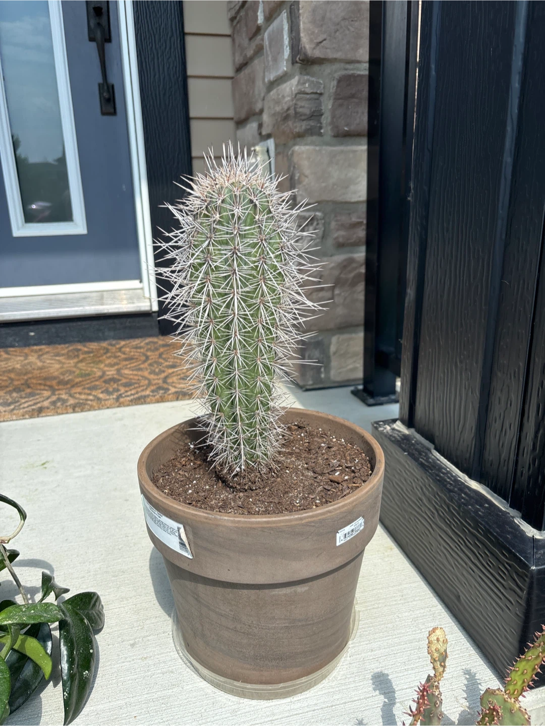 Cactus - photo 2