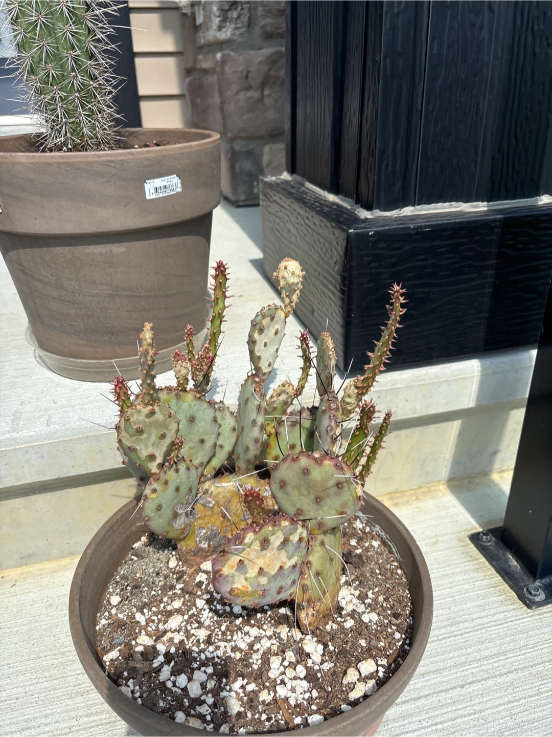 Cactus - photo 3