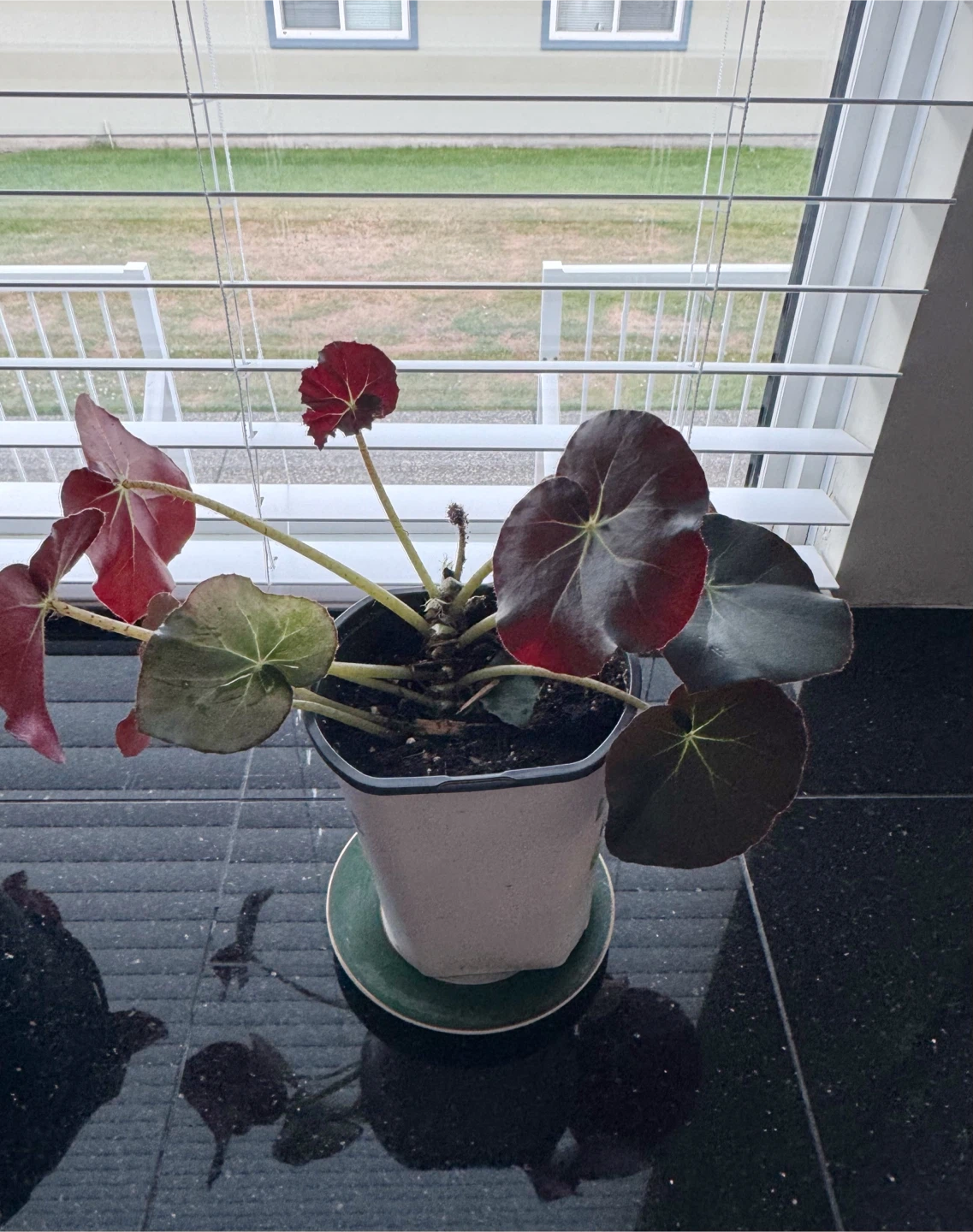 Healthy House Plant #3