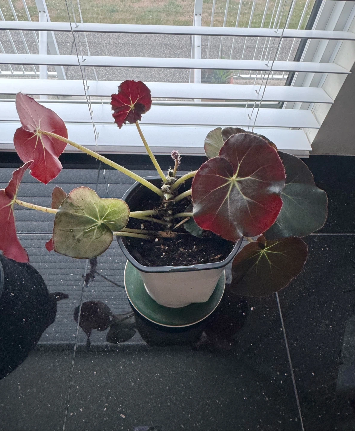 Healthy House Plant #3 - photo 2