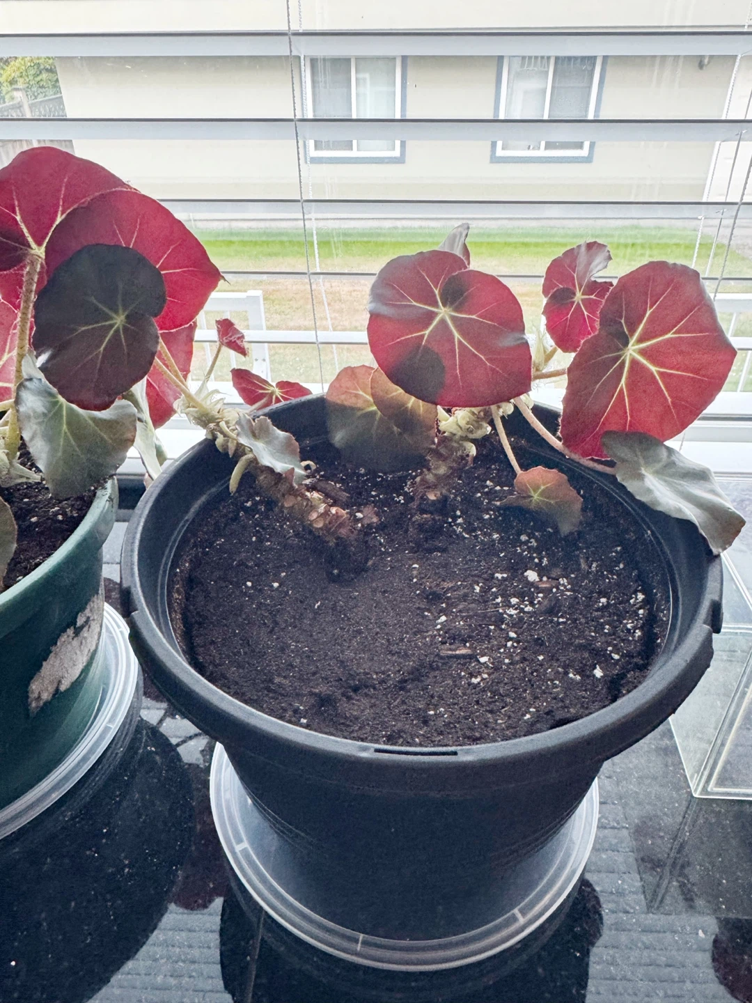 Healthy House Plant #1 - photo 2