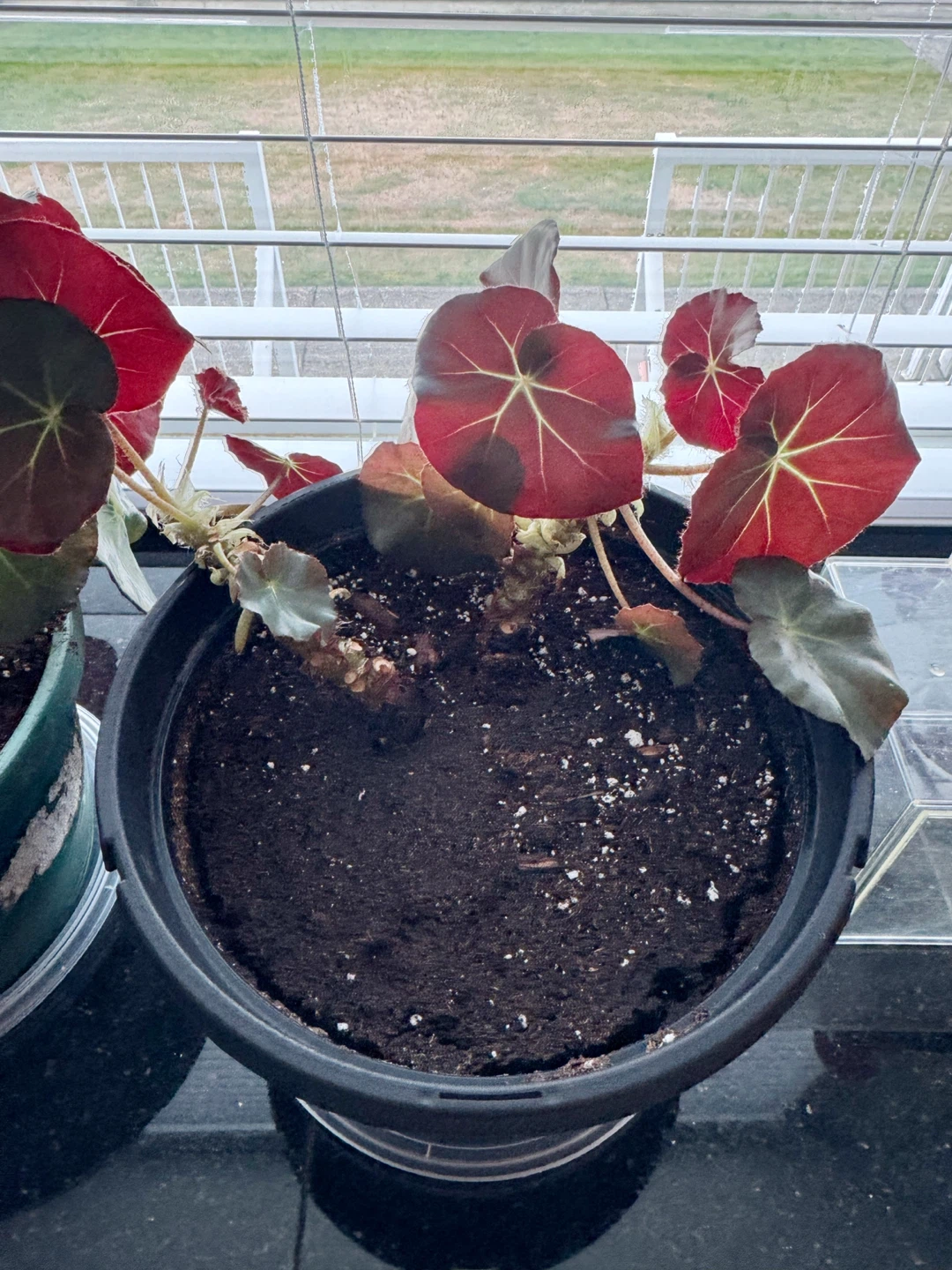 Healthy House Plant #1