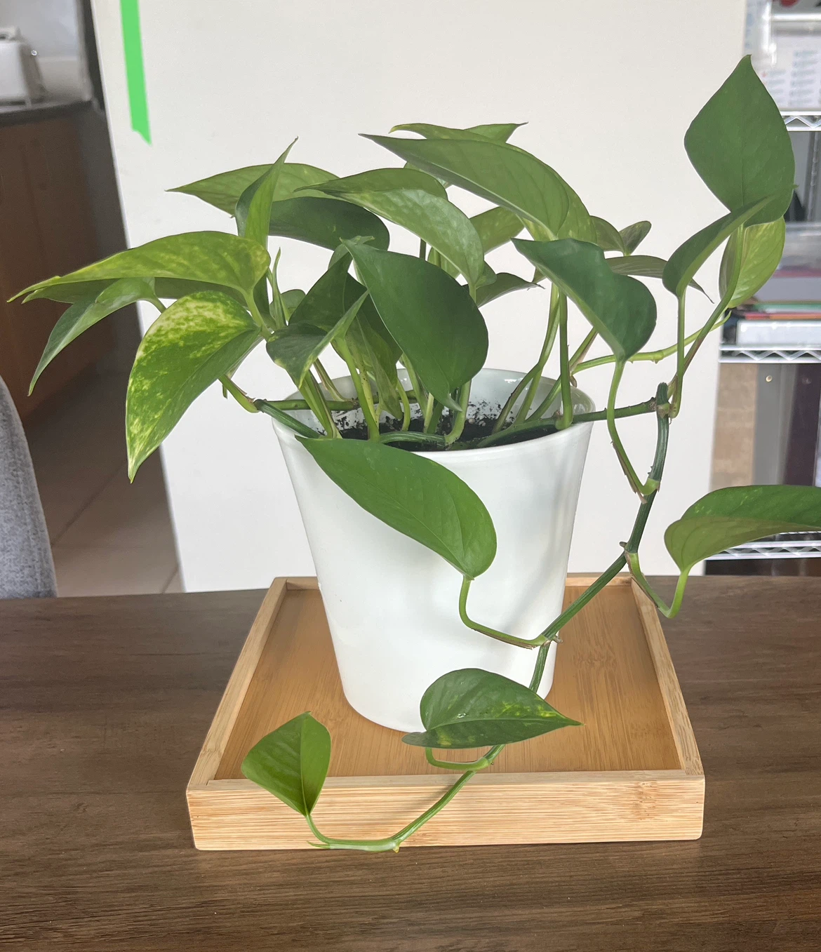 Pothos Plant in White Pot. - photo 4