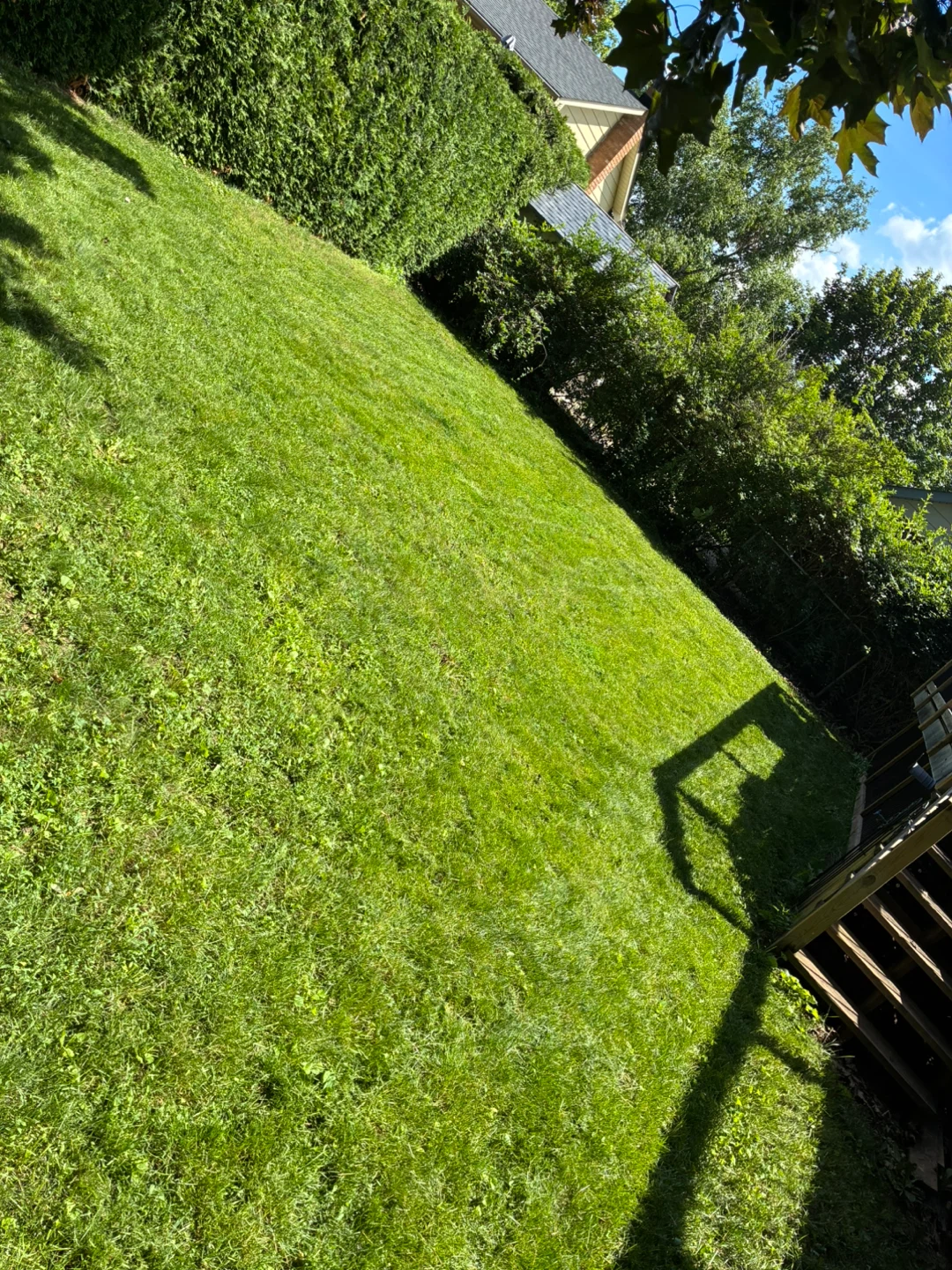Lawn mowing and tree planting services - photo 4