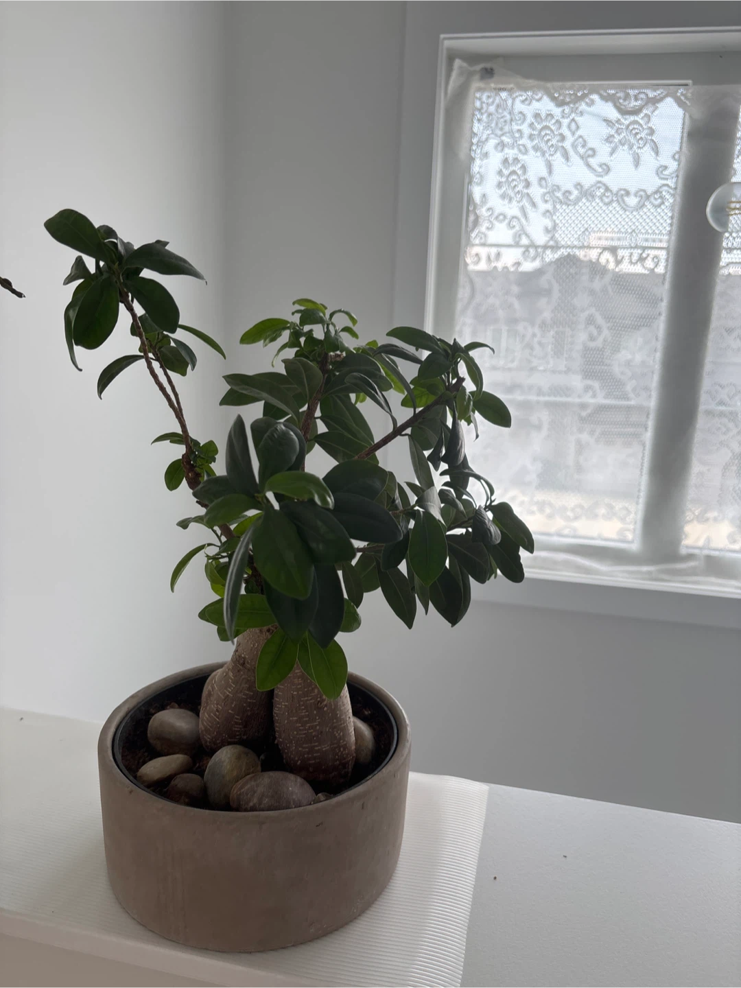 Bonsi Tree
