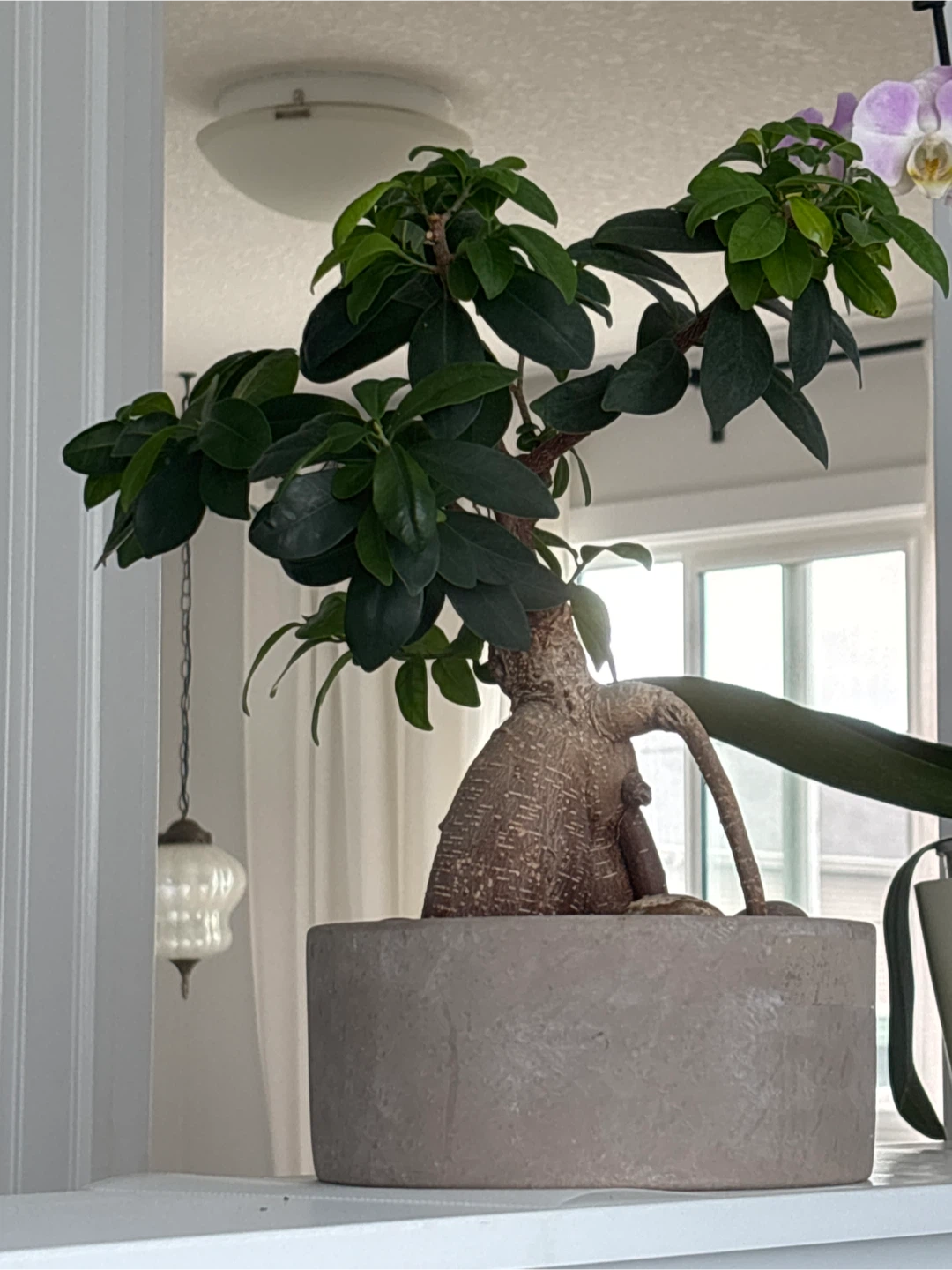 Bonsi Tree - photo 2