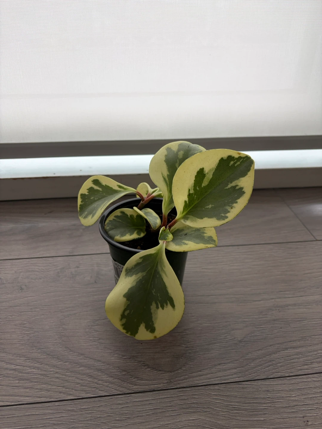 Peperomia