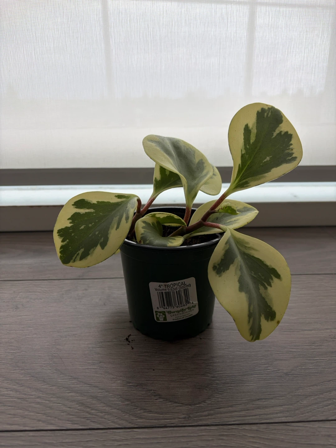 Peperomia - photo 2