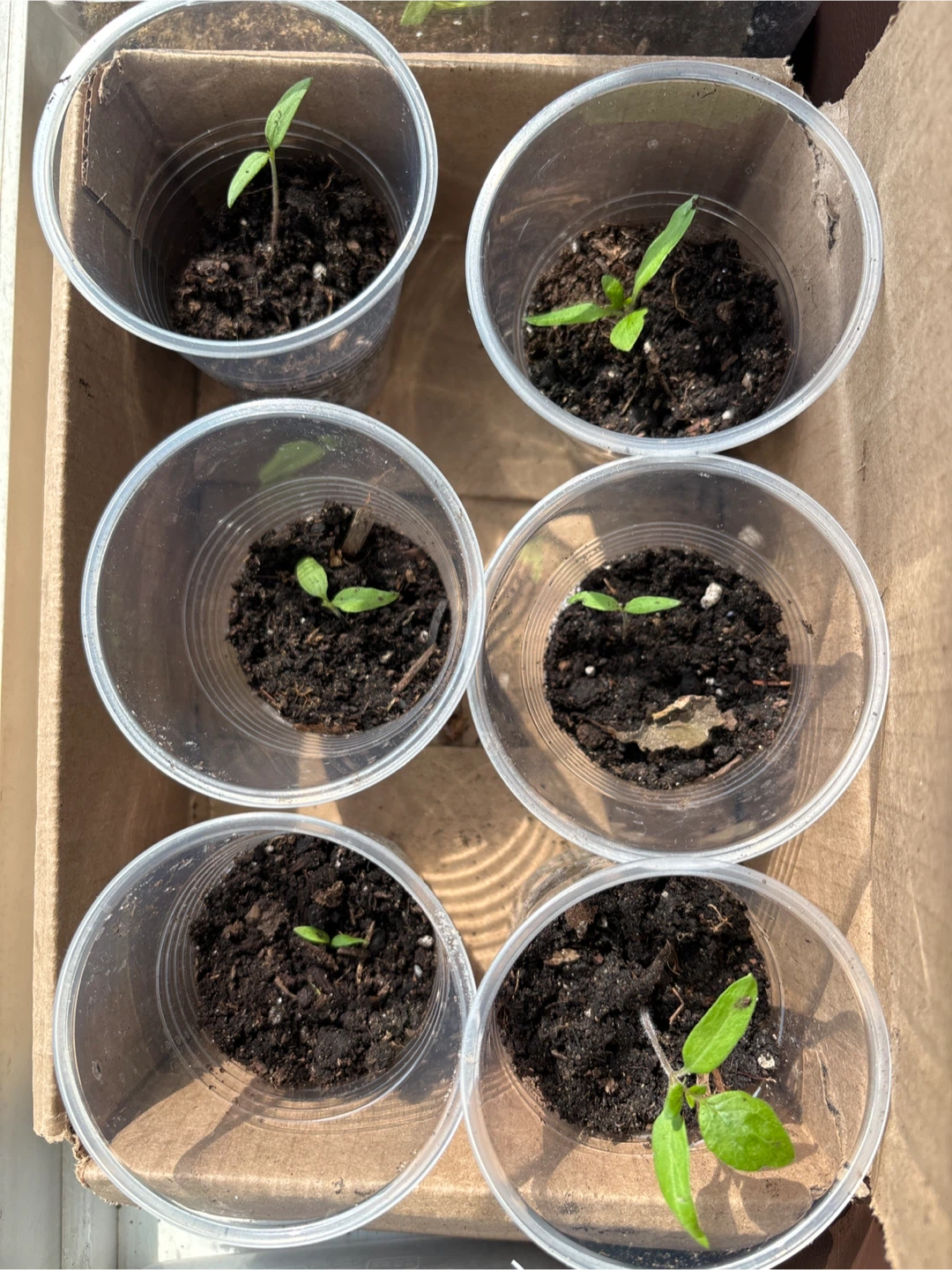 Seedling starter cups with young plants