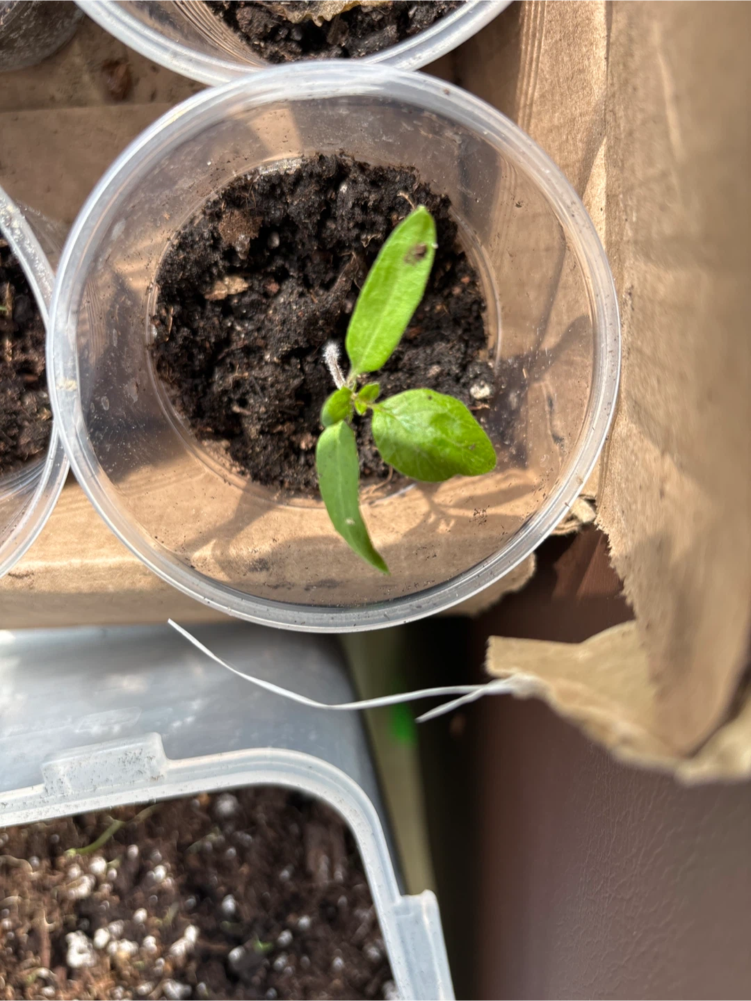 Seedling starter cups with young plants - photo 2
