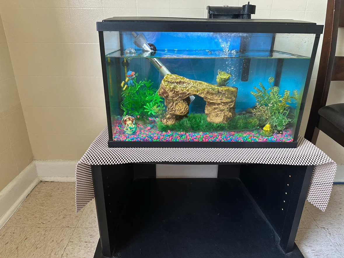 Complete Aquarium setup for sale - photo 4