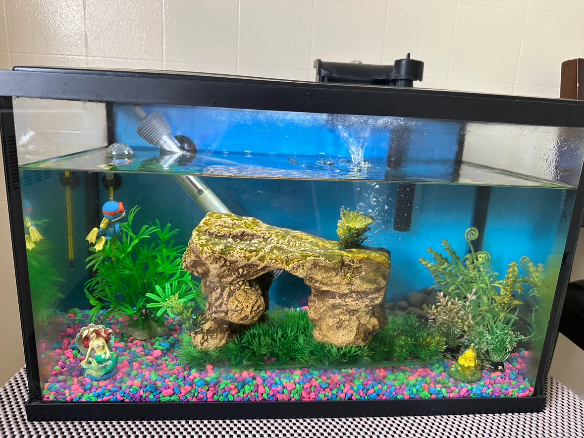 Complete Aquarium setup for sale - photo 5