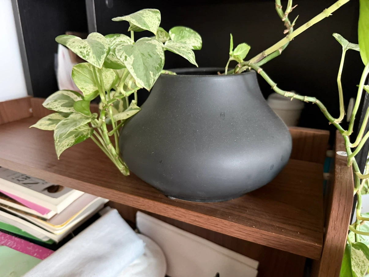 Beautiful collection of Vases with wonderful plants