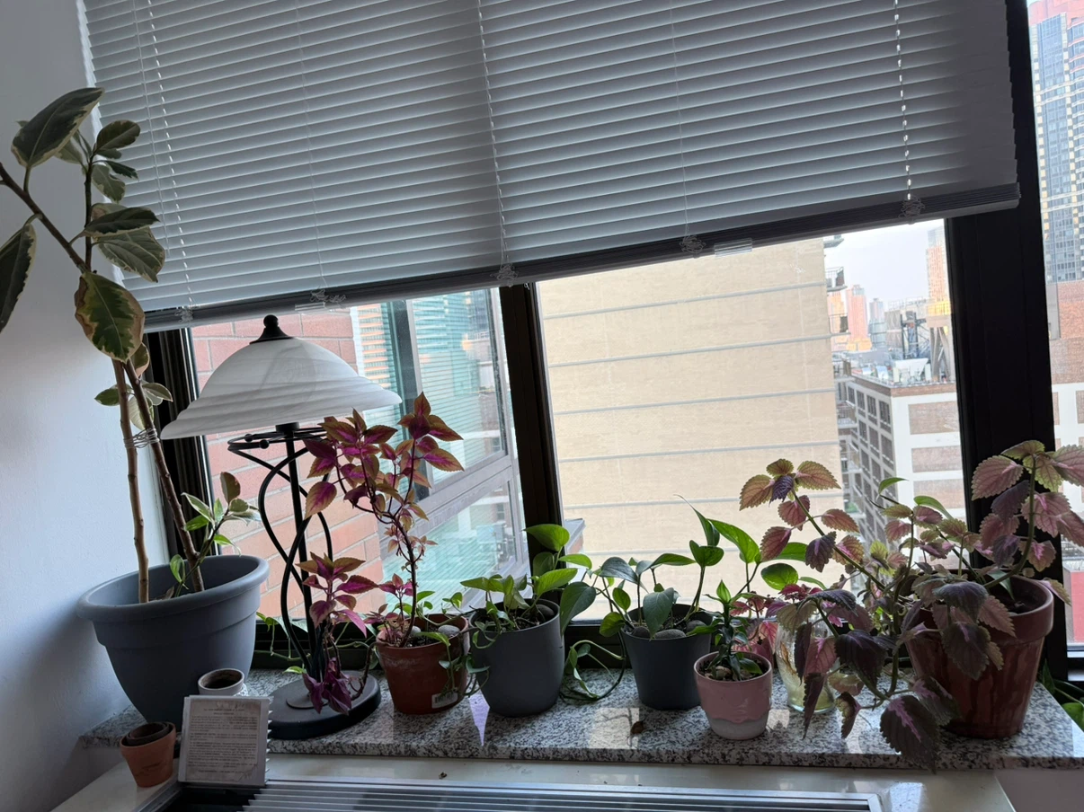 Beautiful collection of Vases with wonderful plants - photo 2