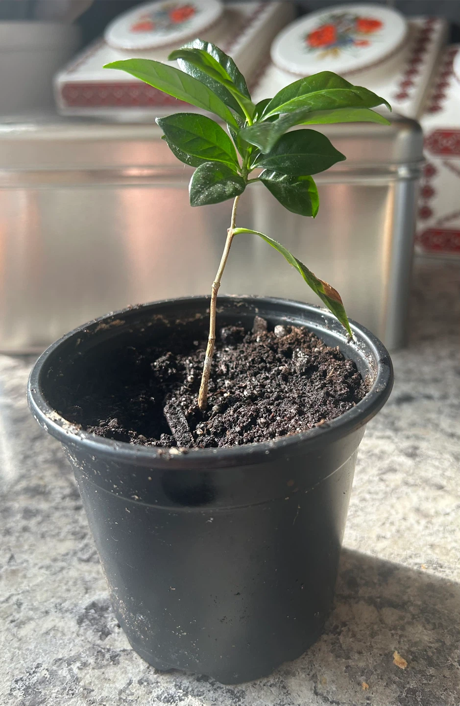 Coffee Plant