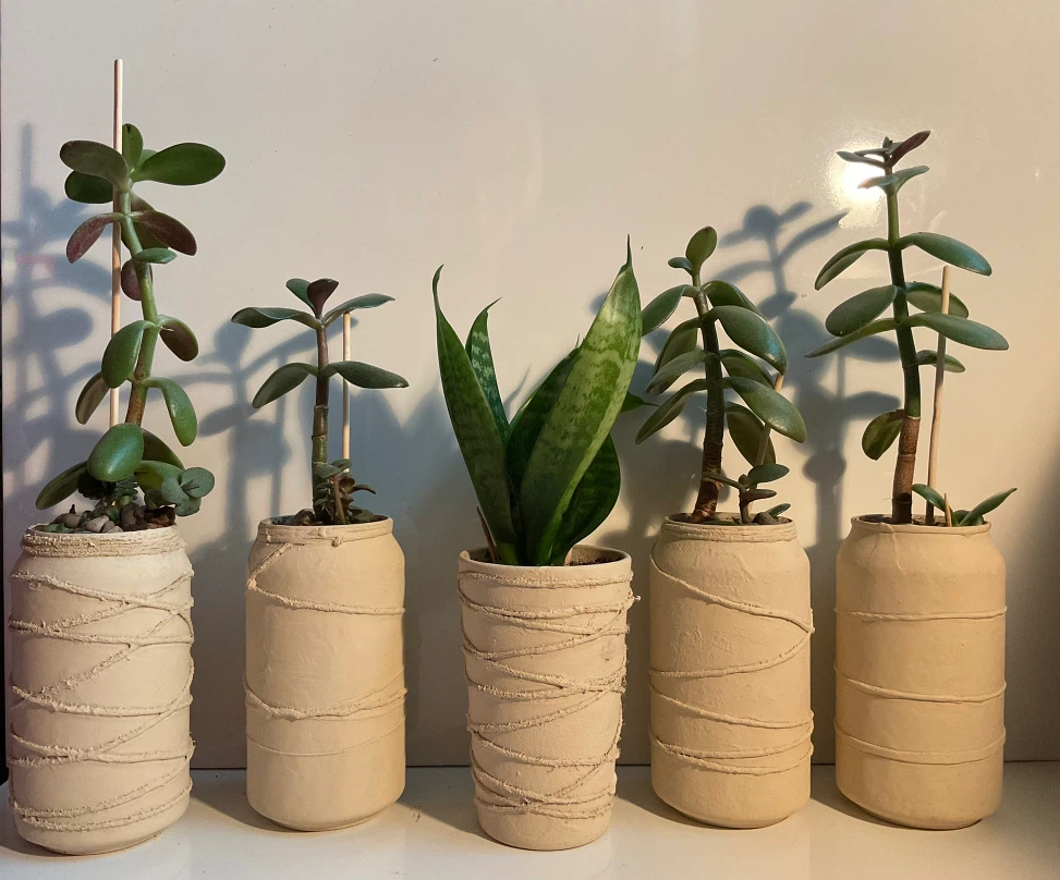 Potted Jade and Snake Plants