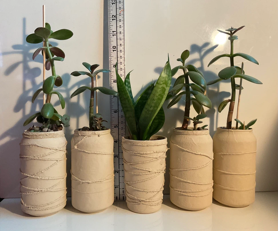 Potted Jade and Snake Plants - photo 2