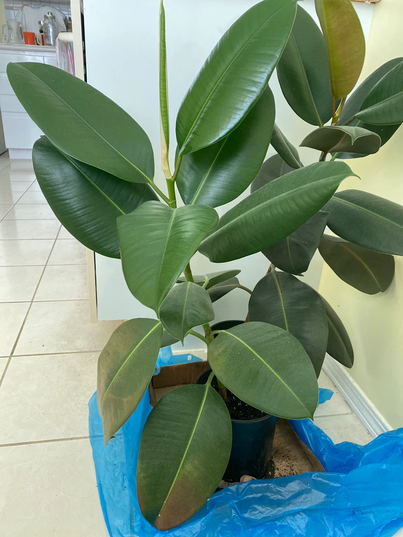 2 Rubber Plants  (Ficus elastica)