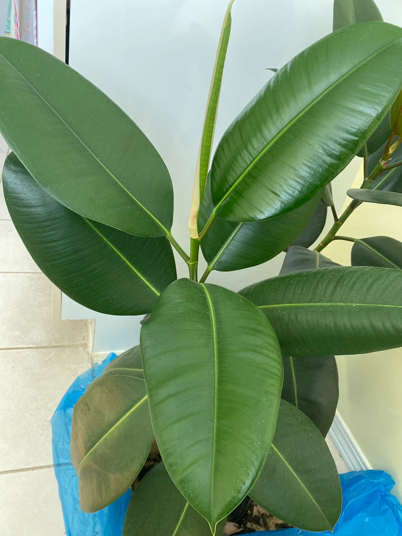 2 Rubber Plants  (Ficus elastica) - photo 2