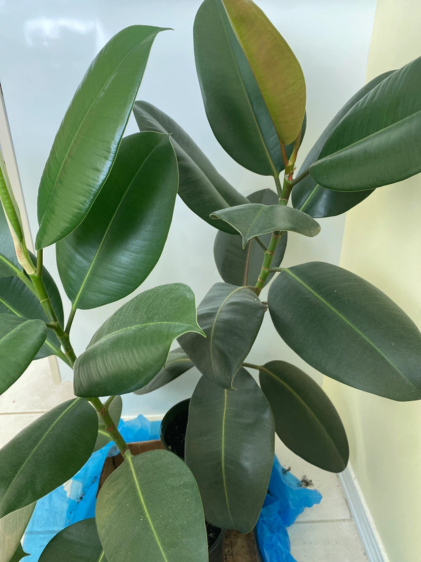 2 Rubber Plants  (Ficus elastica) - photo 3